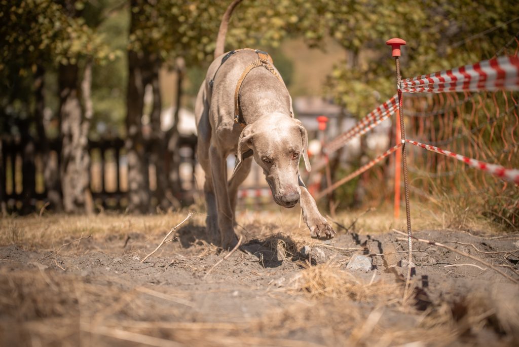 Il weimaraner Achille cerca nel ring di pullout.